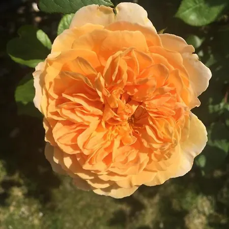 Bei Annemarie Trier